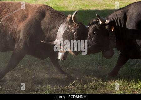 Two cows fight during the 'bataille de reines' (Battle of the Queens), a traditional cow fighting tournament that takes place in Aosta Valley, Italy. Stock Photo