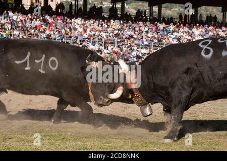 Two cows fight during the 'bataille de reines' (Battle of the Queens), a traditional cow fighting tournament that takes place in Aosta Valley, Italy. Stock Photo