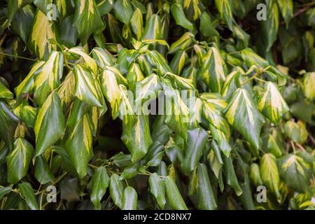 YELLOW AND GREEN VARIEGATED IVY Stock Photo