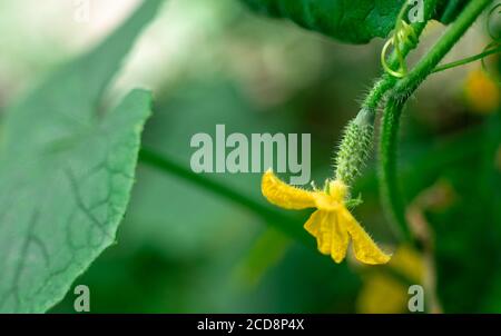 Young small cucumber with yellow flower Stock Photo