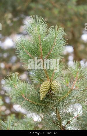 PINE CONES ON A TREE Stock Photo