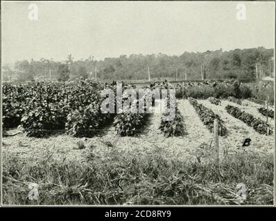 . Journal of agricultural research . Journal of Agricultural Research Vol. XVIII. No. 11 Effect of Length of Day on Plant Growth Plate 79 Stock Photo