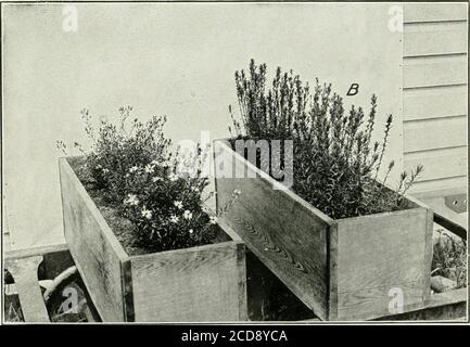. Journal of agricultural research . Journal of Agricultural Research Vol. XVIII, No. 11 Effect of Length of Day on Plant Growth Plate 73 Stock Photo