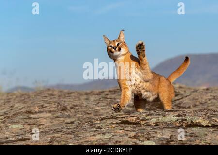 Caracal (Caracal caracal) , Occurs in Africa and Asia, Adult animal, Male, Jumping, Captive Stock Photo