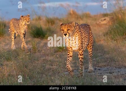 Gu?pard (Acinonyx jubatus) Cheetah (Acinonyx jubatus) Stock Photo