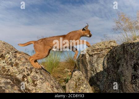 Caracal (Caracal caracal) , Occurs in Africa and Asia, Adult animal, Male, Jumping, Running, Captive Stock Photo