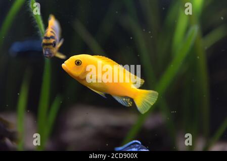 shoal of malawi perch fish in aquarium Stock Photo