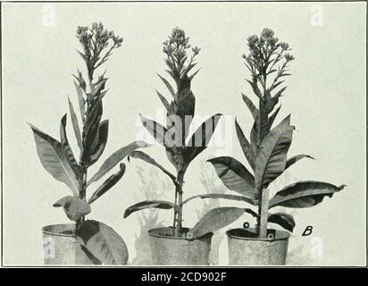 . Journal of agricultural research . Journal of Agricultural Research Vol. XVIII, No. 11 PLATE 71 A.—Maryland Mammoth tobacco in 12-quart buckets exposed to light from 6 a. m.to 6 p. m., or 12 hours daily. Flower heads forming but no open blossoms 