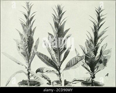 . Journal of agricultural research . Journal or Agricultural Research Vol. XVIII, No. 11 Effect of Length of Day on Plant Growth PLATE 71. Stock Photo
