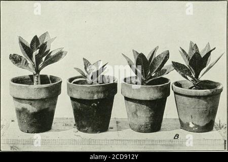 . Journal of agricultural research . Journal or Agricultural Research Vol. XVIII, No. 11 Effect of Length of Day on Plant Growth PLATE 71 Stock Photo