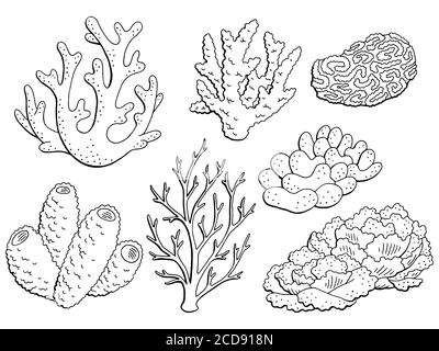 Seaweed black and white vector illustration. Tropical underwater flora ...