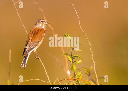 France, Somme, Bay of the Somme, Cayeux-sur-mer, The H?ble d'Ault,Common Linnet (Linaria cannabina ) Stock Photo