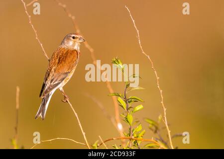 France, Somme, Bay of the Somme, Cayeux-sur-mer, The H?ble d'Ault,Common Linnet (Linaria cannabina )