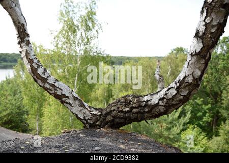 France, Nord, Raismes, pond at Goriaux, terril 171, two trunks of birches Stock Photo