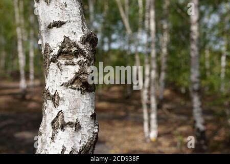 France, Nord, Raismes, pond at Goriaux, terril 171, trunk of a birch Stock Photo