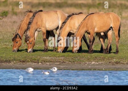 France, Somme, Bay of the Somme, Crotoy Marsh, Le Crotoy, Henson horses in the Crotoy marsh; this breed created in the Bay of Somme is well suited to horse riding and eco-grazing Stock Photo