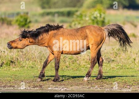 France, Somme, Bay of the Somme, Crotoy Marsh, Le Crotoy, Henson horses in the Crotoy marsh; this breed created in the Bay of Somme is well suited to horse riding and eco-grazing, here a horse takes a bath of dust and snorts Stock Photo