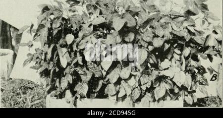 . Journal of agricultural research . Journal of Agricultural Research Vol. XVIII, No. 11 Effect of Length of Day on Plant Growth Plate 67 Stock Photo