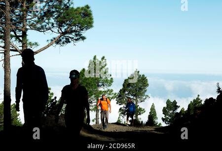 Spain, Canary Islands, La Palma, hikers on a trail in an Atlantic pine forest Stock Photo