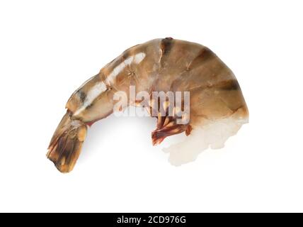 Studio shot of raw tiger prawns cut out against a white background - John Gollop