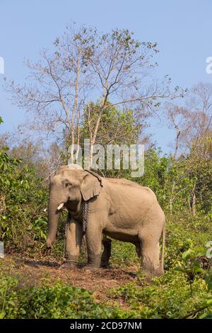 Laos, Sayaboury province, Elephant Conservation Center, elephant Stock Photo