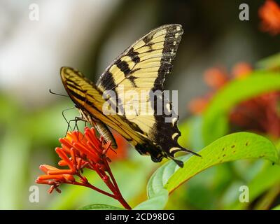 Eastern Tiger Swallowtail butterfly feeding on nectar from a flowering firebush plant, Alachua, County, Florida, USA.