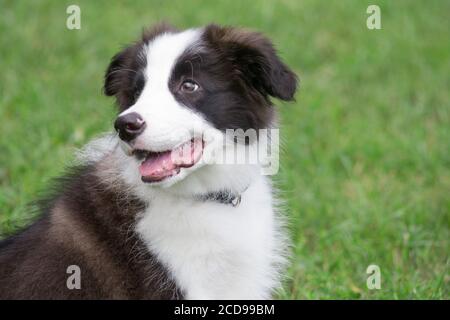 Portrait of cute border collie puppy. Close up. Pet animals. Purebred dog. Stock Photo