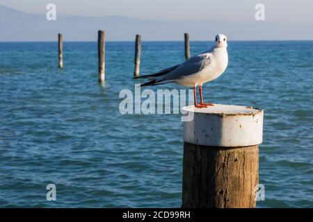 Seagull standing on a wooden post on Garda Lake, Italy. Stock Photo