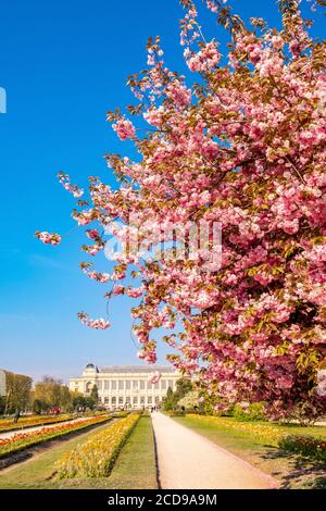 France, Paris, the Jardin des Plantes with a Japanese cherry blossom (Prunus serrulata) and the Grand Galerie of the Natural History Museum in the foreground Stock Photo