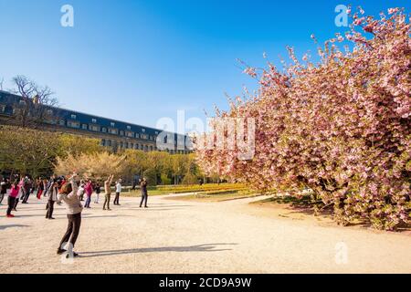 France, Paris, the Jardin des Plantes with a Japanese cherry blossom (Prunus serrulata) in the foreground, Tai Chi class Stock Photo