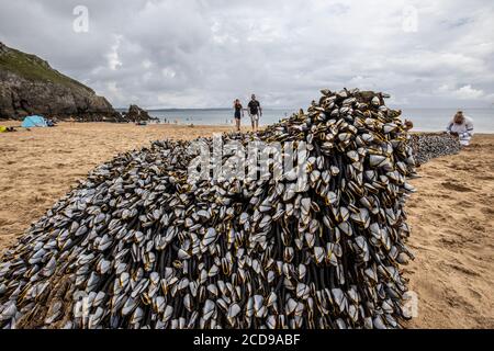 Goose barnacles attached to an old tree washed up at Barafundle Bay along West Wales Coastal Path in Pembrokeshire, United Kingdom