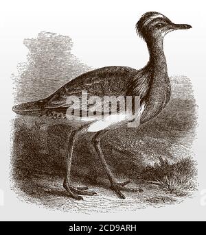 Threatened MacQueen's bustard, chlamydotis macqueenii in side view standing in a grassland, after an antique illustration from the 19th century Stock Vector