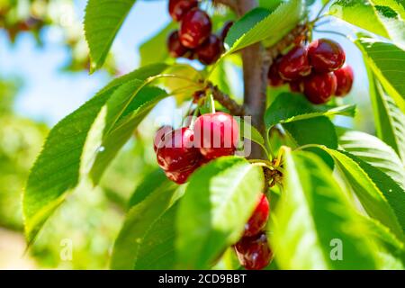 Cherries grow on a tree in sunlight at a cherry farm in an agricultural region of Brentwood, California, May 25, 2020. () Stock Photo