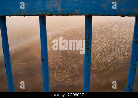 Thin web between the gratings of a metal rusty fence. Stock Photo