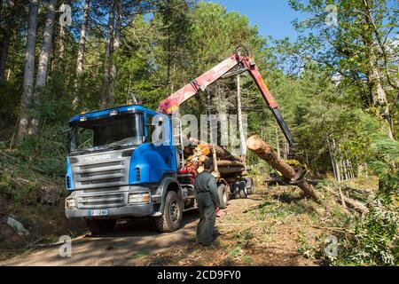 France, Haute Corse, Vivario, in the Verghello forest, loading of logs on crane truck Stock Photo