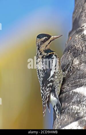 Yellow-bellied Sapsucker (Sphyrapicus varius) immature clinging to palm tree  Zapata peninsula, Cuba            March Stock Photo