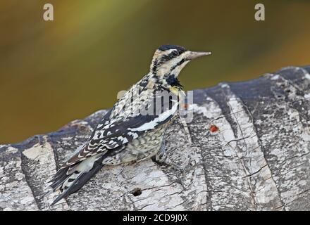 Yellow-bellied Sapsucker (Sphyrapicus varius) immature clinging to palm tree, with sap wells  Zapata peninsula, Cuba            March Stock Photo