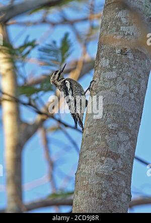 Yellow-bellied Sapsucker (Sphyrapicus varius) immature clinging to tree trunk  La Belen, Cuba              March Stock Photo