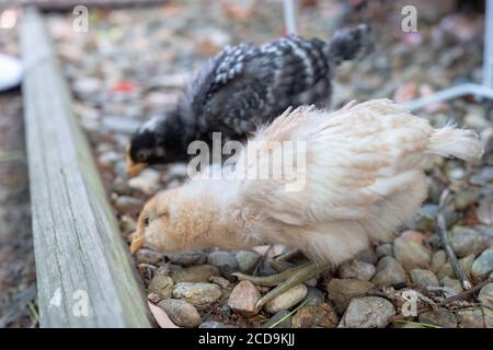 Two young backyard chickens in suburban yard, San Ramon, California, June 5, 2020. The keeping of backyard chickens is a popular trend in the San Francisco Bay Area. () Stock Photo