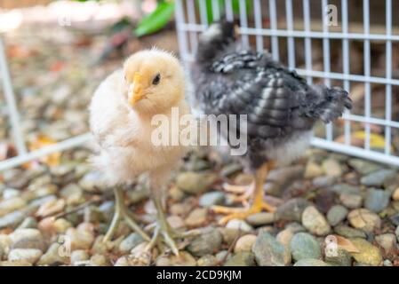 Two young backyard chickens in suburban yard, San Ramon, California, June 5, 2020. The keeping of backyard chickens is a popular trend in the San Francisco Bay Area. () Stock Photo
