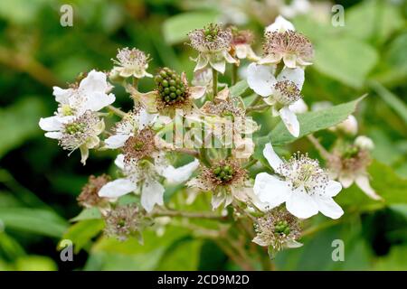 Bramble or Blackberry (rubus fruticosus), close up showing the plant in flower and beginning to produce fruit. Stock Photo