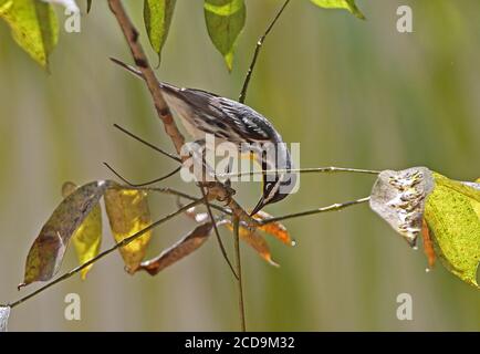 Yellow-throated warbler (Dendroica dominica) adult male perched on twig  Cao Coco, Cuba          March Stock Photo