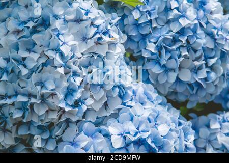 Blue hydrangea flowers blooming Stock Photo