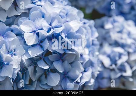 Blue hydrangea flowers blooming Stock Photo