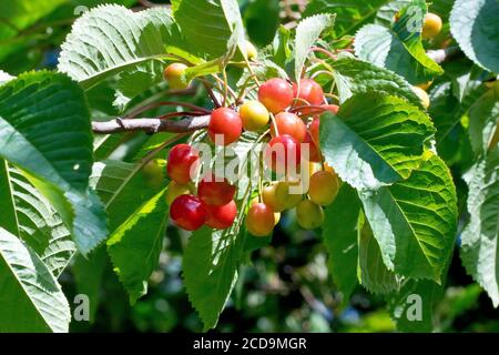 Wild Cherry (prunus avium), close up showing the fruit or cherries ripening on the tree. Stock Photo