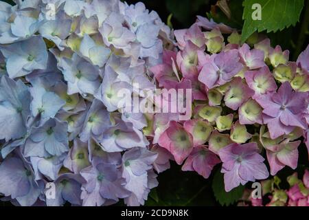 Blue, pink and purplish hydrangea flowers blooming Stock Photo