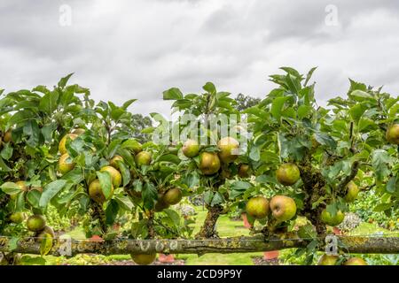 Espalier grown Apple 'Egremont Russet'. Stock Photo