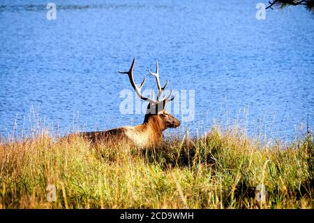 A large bull elk resting next to a lake Stock Photo