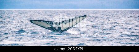 Whale watching cruise excursion tour activity in Alaska. Tail of Humpback whale diving in sea. Banner panorama Stock Photo