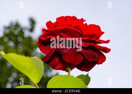 Macro of a flower head, a red rose viewed from below Stock Photo